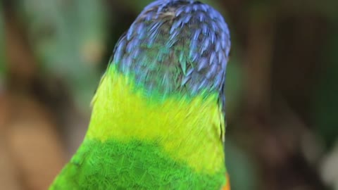 A beautiful parrot on a tree branch