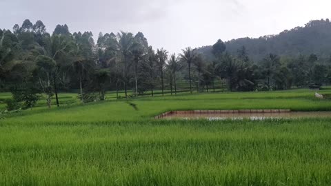 beautiful scenery in an Indonesian country village