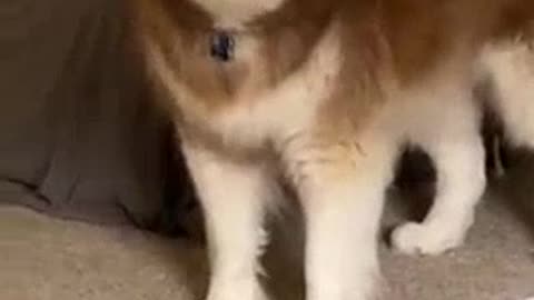 DO YOU THINK DOGS CAN TALK, WATCH THIS FUNNY DOG