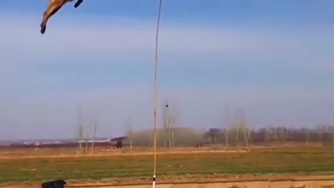 Cute Dog Jump for flag