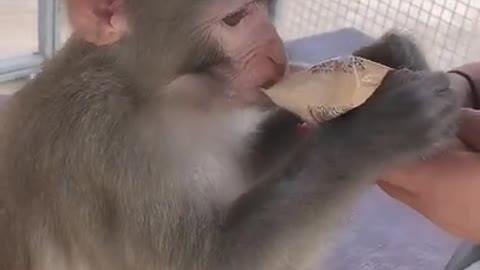 Funny monkey clip videos