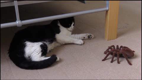Cat playing with spider