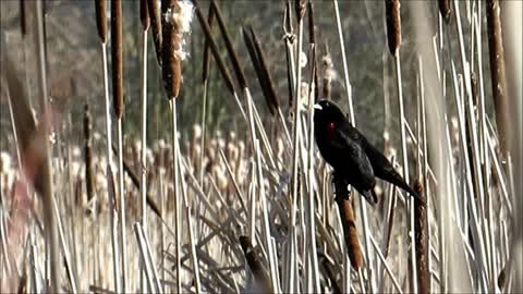 Red-winged Blackbird