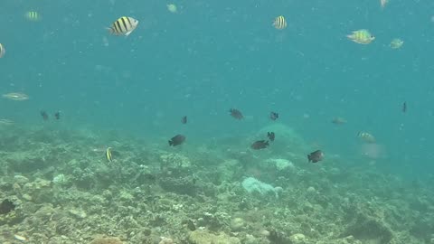 Snorkeling Adventures Philippines. So many fish and corals!!