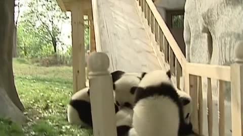 Cute pandas playing on the slide 그