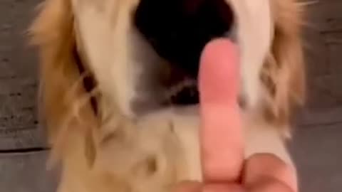 Dog's reaction in the foee of the middile finger 😄