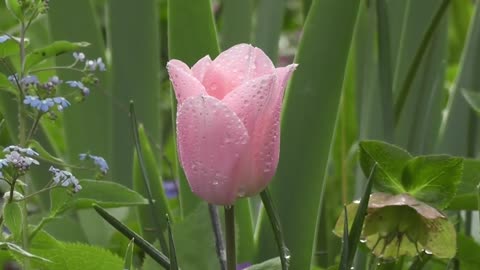 Most beautiful flowers in the world