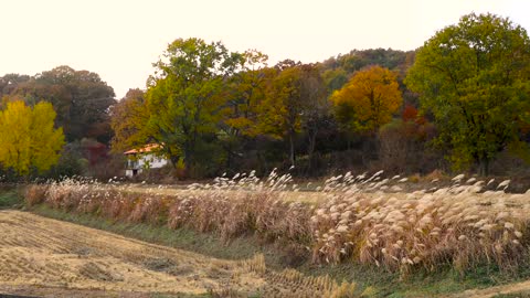 Silver Grass Wind Rural Autumn