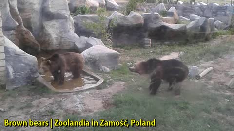 Brown Bears | Zoolandia in Zamość, Poland