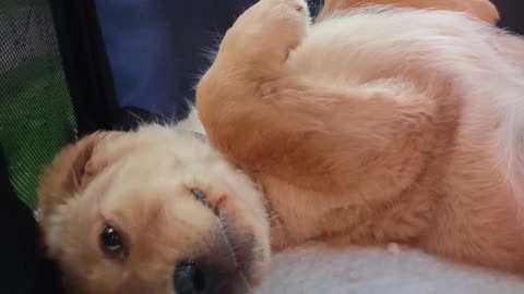 Cute Golden Retriever puppy chills out!