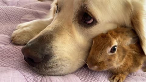 Amazing Love Between Dog and Rabbit - Cutest Video Ever