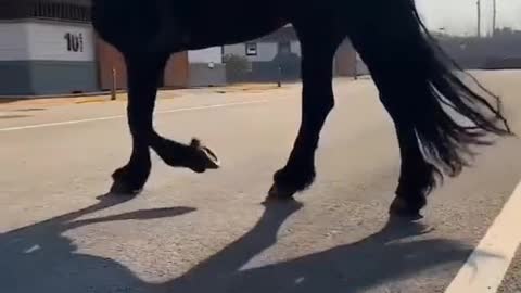 Black stallion horse beutifull horse.