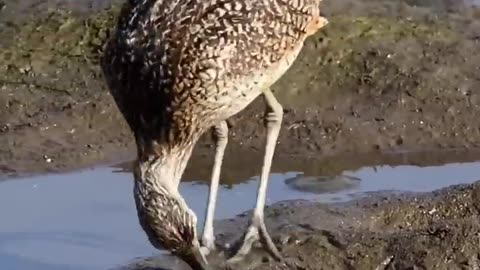 Sea birds survival his life