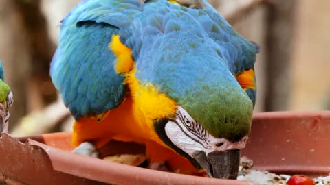 Bird Parrot Bill Colorful Ara Feather Tropical