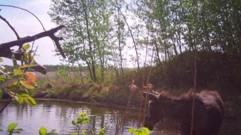 Baby Moose having a swim