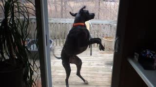 Great Dane ready to come inside