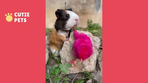 Cute and funny Hamsters