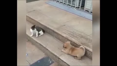 Dog vs Cat Funny Animal Videos