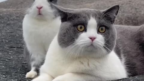 Cat and rabbit have the same colors