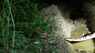 Large Bushmaster Snake Spotted at Night