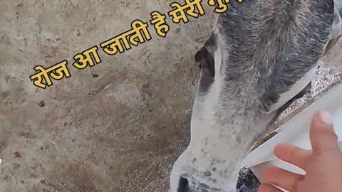 how do indian cows live