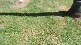 Bruna Beagle paseando a Lara dog
