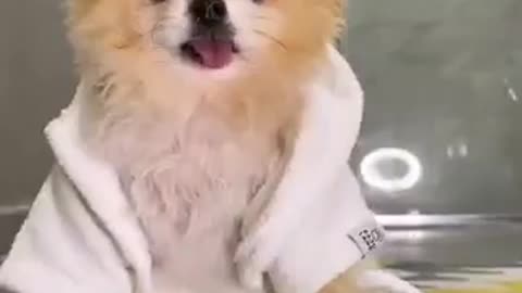 Funny dog, cute dog, funny animals, cute dogs, funny dogs