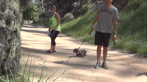 Bushman Prank on Dogs! Scaring Dogs!