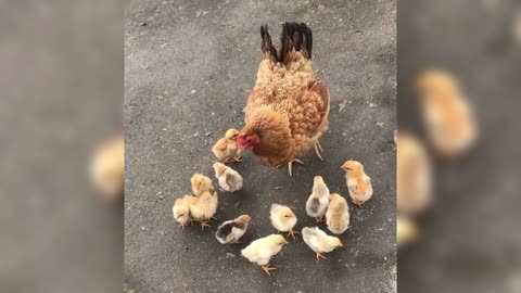 old hen and her children