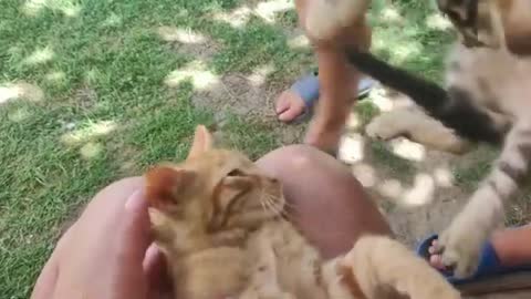 Funny Cat Videos - Cute Kittens2