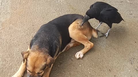 Vulture Pecks While Dog Cleans Paws