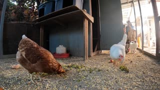 Backyard Chickens Fun Relaxing Video Sounds Noises Hens Roosters!