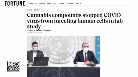 Cannabis compounds stopped COVID virus from infecting human cells in lab study