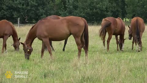 The Natural Habitat of Horses. Sounds of Nature.