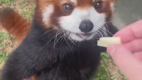 Cutest Red Panda