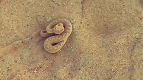 Dangerous Arabian Desert Snake
