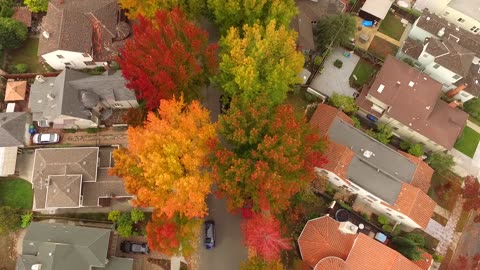 Falling Leaves on the Side of the Street During Sunrise 🍁🍁🍁