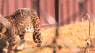 Un santuario de jaguares en México para admirar y aprender de la especie