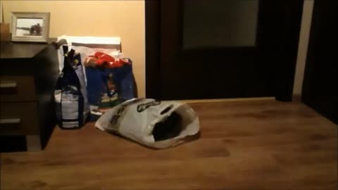 Kitten aggressively enjoys plastic bag