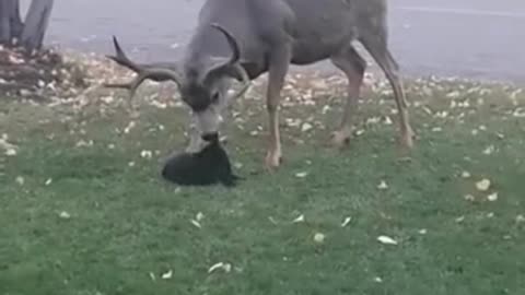 Cat Has no Fear Messing with HUGE Deer