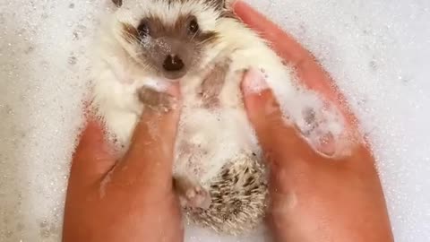 Splish splash I was taking a bath 🦔