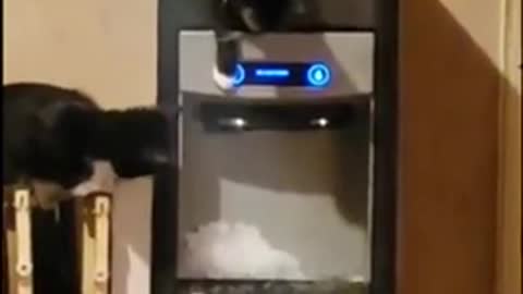 These cats found a new way of entertainment by drawing ice from icemaker