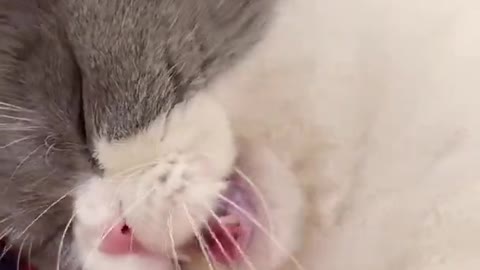 Cute Cat and Funny Animals Compilation☝️ Try Not To Laugh Challenge