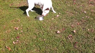Portly Pup Plays With Empty Bowl