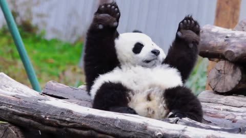 How Pandas Tickle