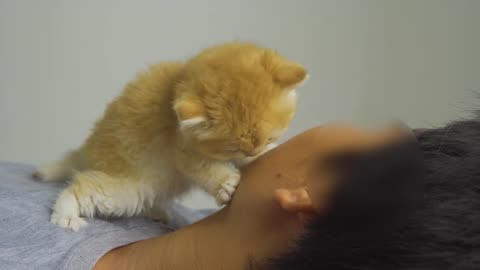 Kitten Pudding Wants To Grooming For Me While I'm Sleeping