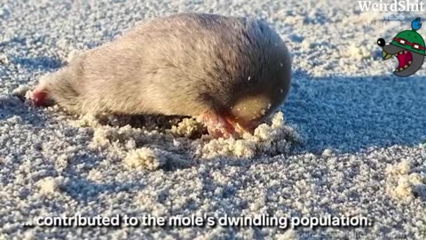 LOST GOLDEN MOLE REDISCOVERED THE BLIND DE WINTON MOLE