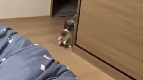 Mama Cat trusts human