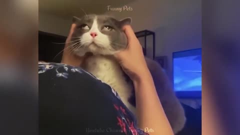 Cat Ear Massage!