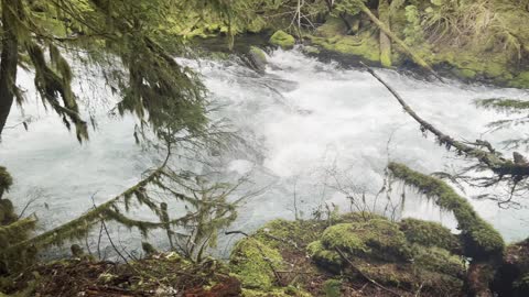 Navigating some Uneven Terrain for McKenzie River Views – Sahalie Falls & Koosah Falls Loop – 4K